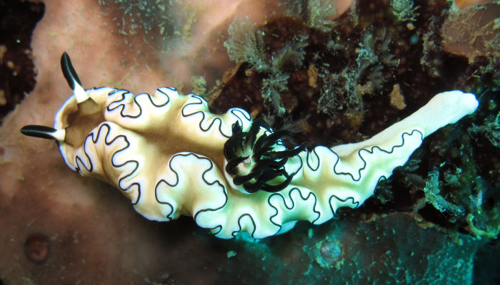 Glossodoris atromarginata